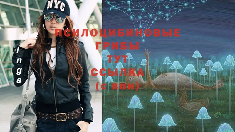 Псилоцибиновые грибы Psilocybe  Ковдор 